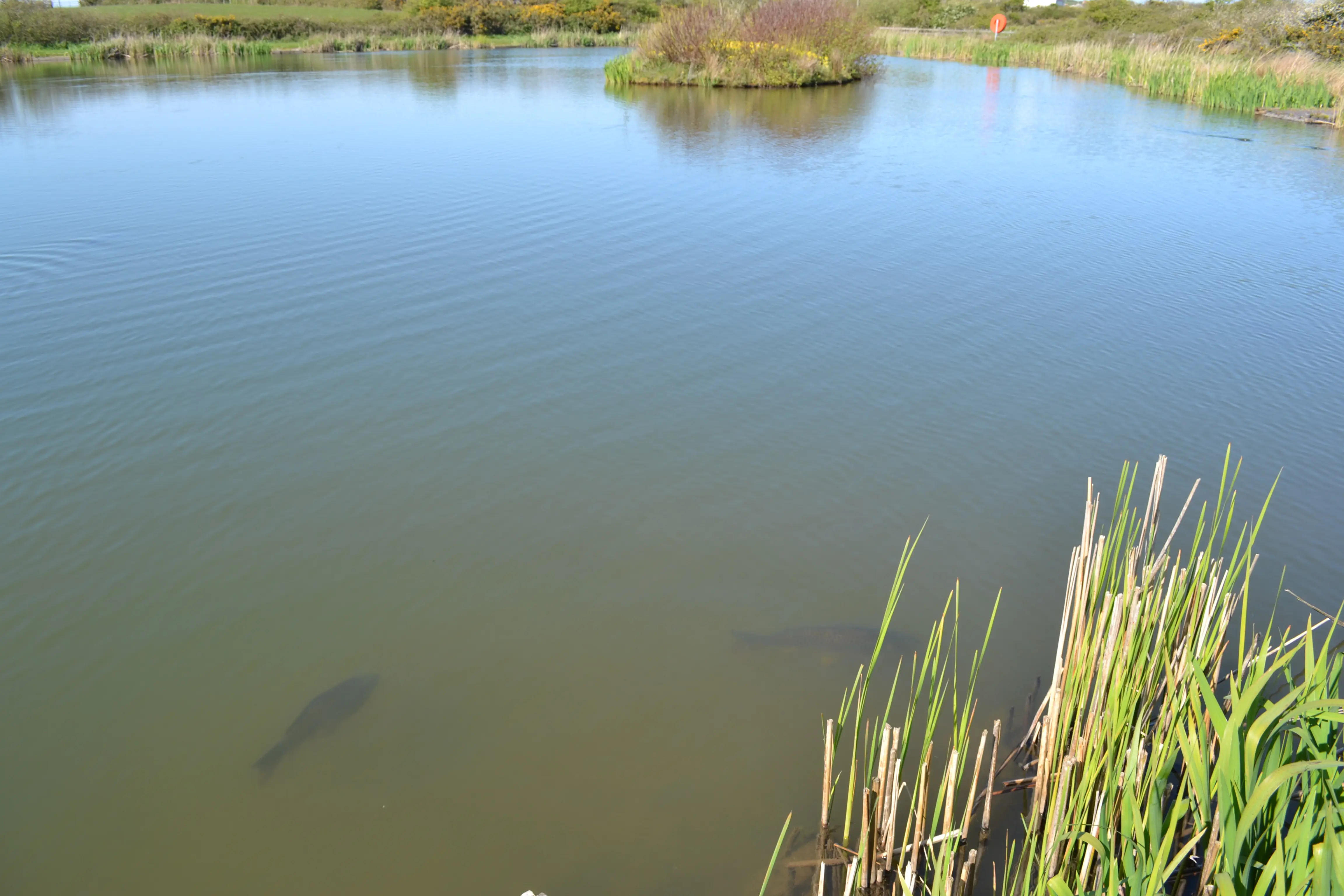 Fishing at Bodrydd Lakes